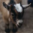 Bahmaste: Goat Yoga with Wally and Friends