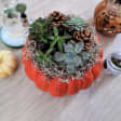 Halloween Edition: Pumpkin Plant Night