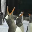 Sydney SEA LIFE Aquarium Penguin Passport