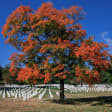 Arlington National Cemetery Guided Walking Tour