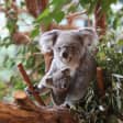 Beauval ZooPark