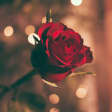 Menu de Saint Valentin à l'Hôtel 1K