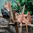 ﻿Entrada Experiencia Total en el Zoo del Bronx