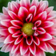 Flores de verano 6