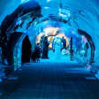Dubai Aquarium & Underwater Zoo: All-Access Pass
