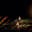 Nightly Opera Streams by The Metropolitan Opera New York