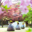 Gangchon Rail Park + Nami Island + Garden of Morning Calm Arboretum Day Trip