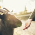St. Patty's Day Goats and Grog: Goats Encounter + Whiskey Tasting