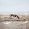 Mañana a caballo