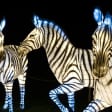 Bronx Zoo: Holiday Lights Tickets