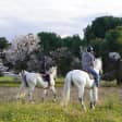 Paseos y clases a caballo en Madrid