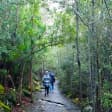 kunanyi/Mt Wellington Explorer Bus - One Way Tour
