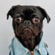 The Amazing Dog Friendly Scavenger Hunt
