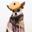 Year of the Dog Fashion Show: Drink, Fun, Food, & PUPPIES!
