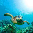 Sealife London