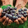 Women Winemakers