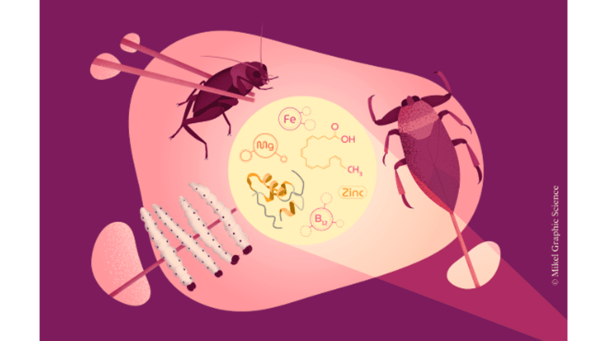¿Comeremos insectos en los platos gourmet del futuro? 1