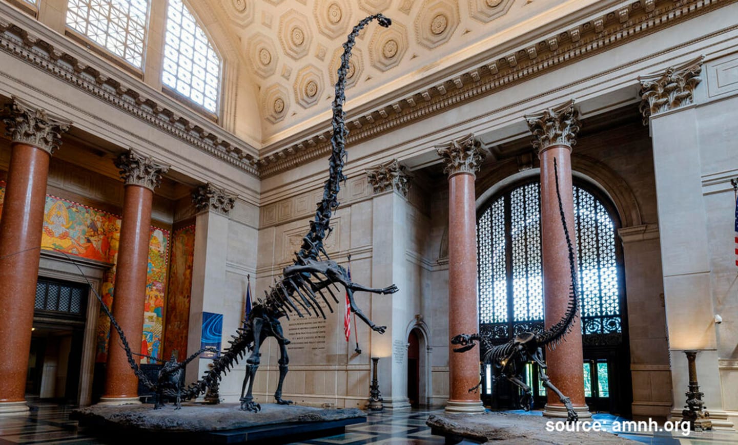 American Museum of Natural History (AMNH) 3