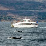 ﻿Avistamiento de ballenas