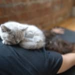 Kitty Yoga