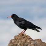 Heritage Sundays: The Birds of Segovia