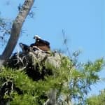 Waccamaw River Nature and Wildlife Tour