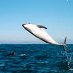 Whale Watching Cruise Guided by Experts from Birch Aquarium
