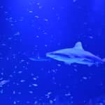 Acuario Atlantis: Entradas sin colas