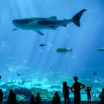 Georgia Aquarium: Skip The Line Ticket