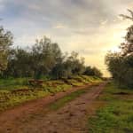 ﻿Olive grove farm from Seville: Guided tour