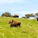 Santa Catalina Island: Guided Safari Tour