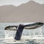 Ballena Gris Ocean Camp