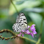 The Cockrell Butterfly Center in Houston