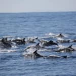 Swim With Wild Dolphins in Tauranga
