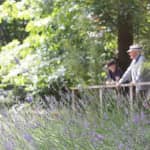 Ashcombe Maze & Lavender Gardens: Entry Ticket
