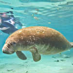 ﻿Manatee Swim and Wildlife Park con opciones de mejora desde Orlando