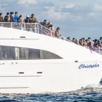 Long Beach: Whale and Dolphin Watching Cruise
