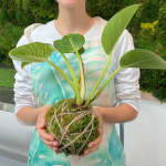 Create your own Kokedama