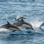 Whale Watching Monterey Bay semi-private limited to 6 people max