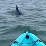 Dolphin Kayak Tour in Virginia Beach