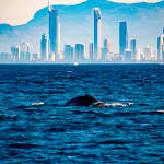 Small-Group Sailing Cruise on the Gold Coast