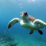 Tenerife: Excursión guiada de Kayak y Snorkel
