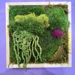 Create your own Kokedama