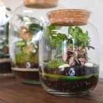 Terrarium Making Class – Relax, Plant & Create