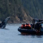 4 Hour Afternoon Whale Watching Tour