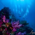 Scuba Dive the S.S. Yongala Wreck on the Great Barrier Reef. 
