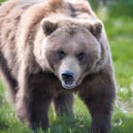 Alaska Wildlife Tour