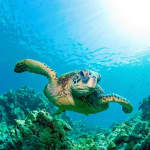 ﻿Skip the line ticket for SEA LIFE Benalmádena