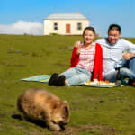 Wineglass Bay And Maria Island Wildlife Scenic Flight From Hobart