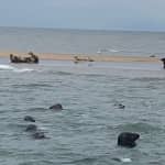 Scroby Sands Seal Watching